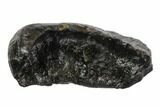 Fossil Whale Ear Bone - Miocene #95751-1